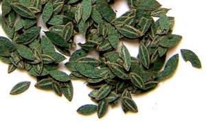 Green leaves - Cherry  (Vista 1)