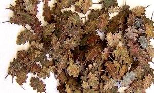 Hojas de arbol  (Vista 1)