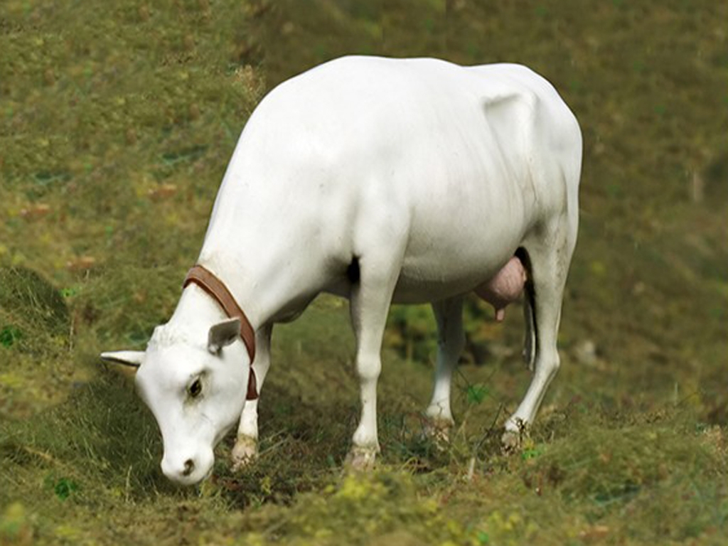 Vaca de pie (Vista 2)